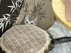 -楼上猫咖(罗湖店)
