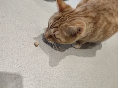 -藏猫猫咖啡主题馆(中央大道店)