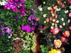 -青石桥花鸟鱼虫市场(叠翠城店)