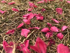 -上海市龙华烈士陵园