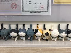 -凯特喵百思猫专科医院