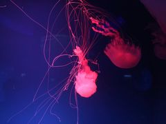 -芜湖新华联大白鲸海洋公园