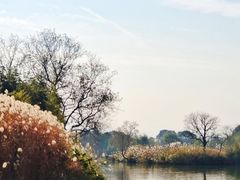 -西溪国家湿地公园