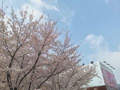-龙美术馆(西岸馆)