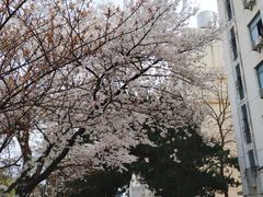 -武汉大学-樱园