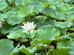 -上海醉白池公园