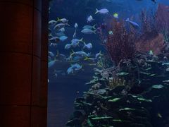 -迪拜帆船酒店海底餐厅