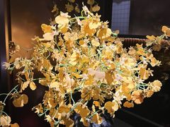 -觀芷隐轩