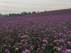 -紫颐香薰山谷景区