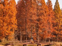 -黄海国家森林公园