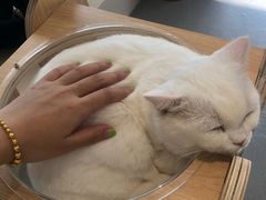 -飞行喵MR PILOT|猫舍·猫咖(静安大融城店)