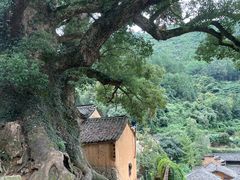-杨家堂村