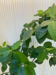 -章光101防脱养发荟