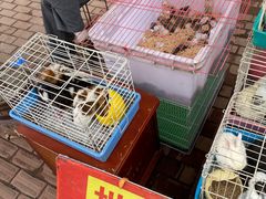 -哈尔滨道外花鸟鱼市场