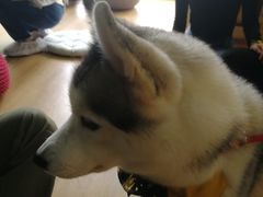 -Husky Go! 哈士奇体验馆·宠物咖啡厅狗咖