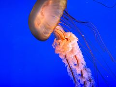 -太平洋海底世界