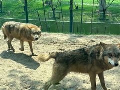 -北京野生动物园