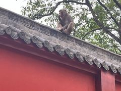 -黔灵山公园