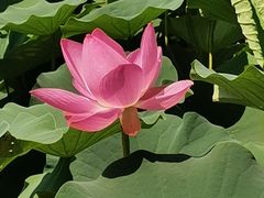 -莲花池公园