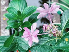 -谷咖啡·鲜花绿植花园餐厅