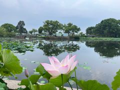 -无锡蠡湖国家湿地公园-蠡园