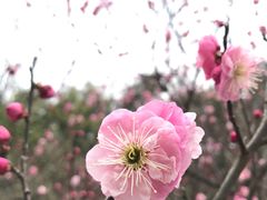 -梅花山(明孝陵内)