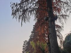 -东湖听涛景区