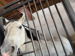 -北京群众马术培训基地