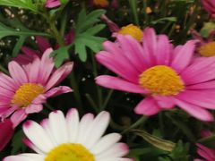 -官房大酒店-玉龙旋宫观景餐厅