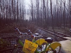 -合肥滨湖国家森林公园