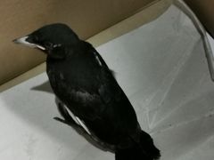 -MCJ-花店(西罗园店)