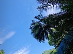 -深圳仙湖植物园