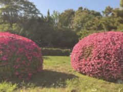 -状元虎.摇滚炒鸡.家常菜(义勇街店)