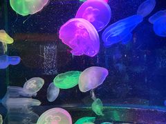 -太平洋海底世界