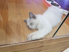 -龟与熊猫宠物公园(南坪店)