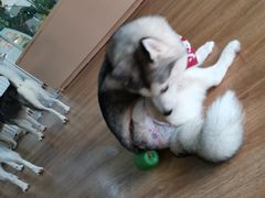 -Husky Go! 哈士奇体验馆·宠物咖啡厅狗咖