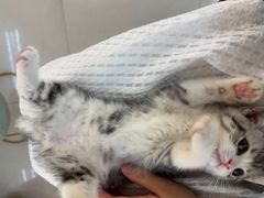 -lincat·猫舍(广州店)