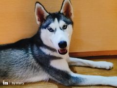-Husky Go! 哈士奇体验馆·宠物咖啡厅狗咖