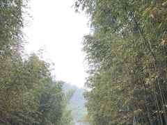 -都江堰中华大熊猫苑