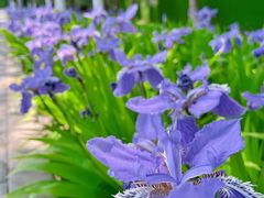 -大兴滨河森林公园