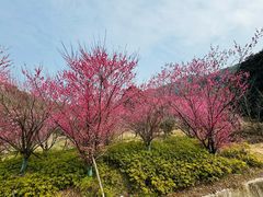 -新建村梅花