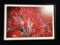 -罗红摄影艺术馆