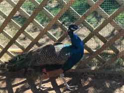 -萌宠亲子动物乐园(槐房万达店)