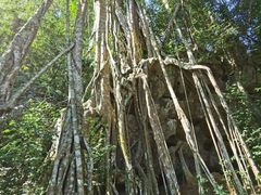 -中国科学院西双版纳热带植物园