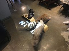 -咖法森林·咖啡  酒吧(天河店)