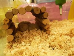 -龙猫仔乐园(惠福东路店)