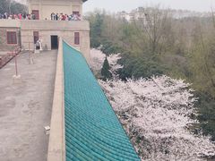 -武汉大学-樱园