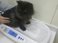 -佩兹宠物医院肿瘤专科·眼科·牙科(黄浦店)