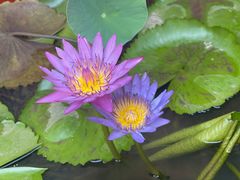 -西双版纳傣族园