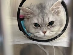 -艾贝尔宠物医院·24H转诊中心·肿瘤猫专科(江宁双龙店)